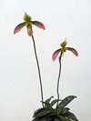 Paphiopedilum bullenianum var celebensis 